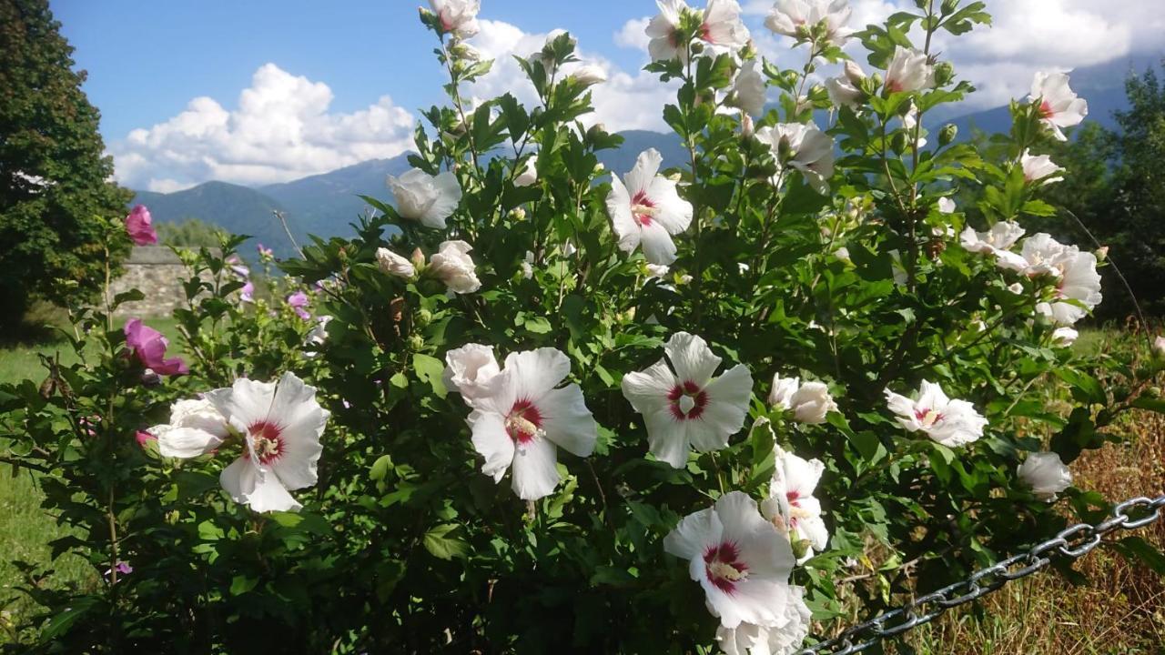 Vila Casa Delle Rose Teglio Exteriér fotografie
