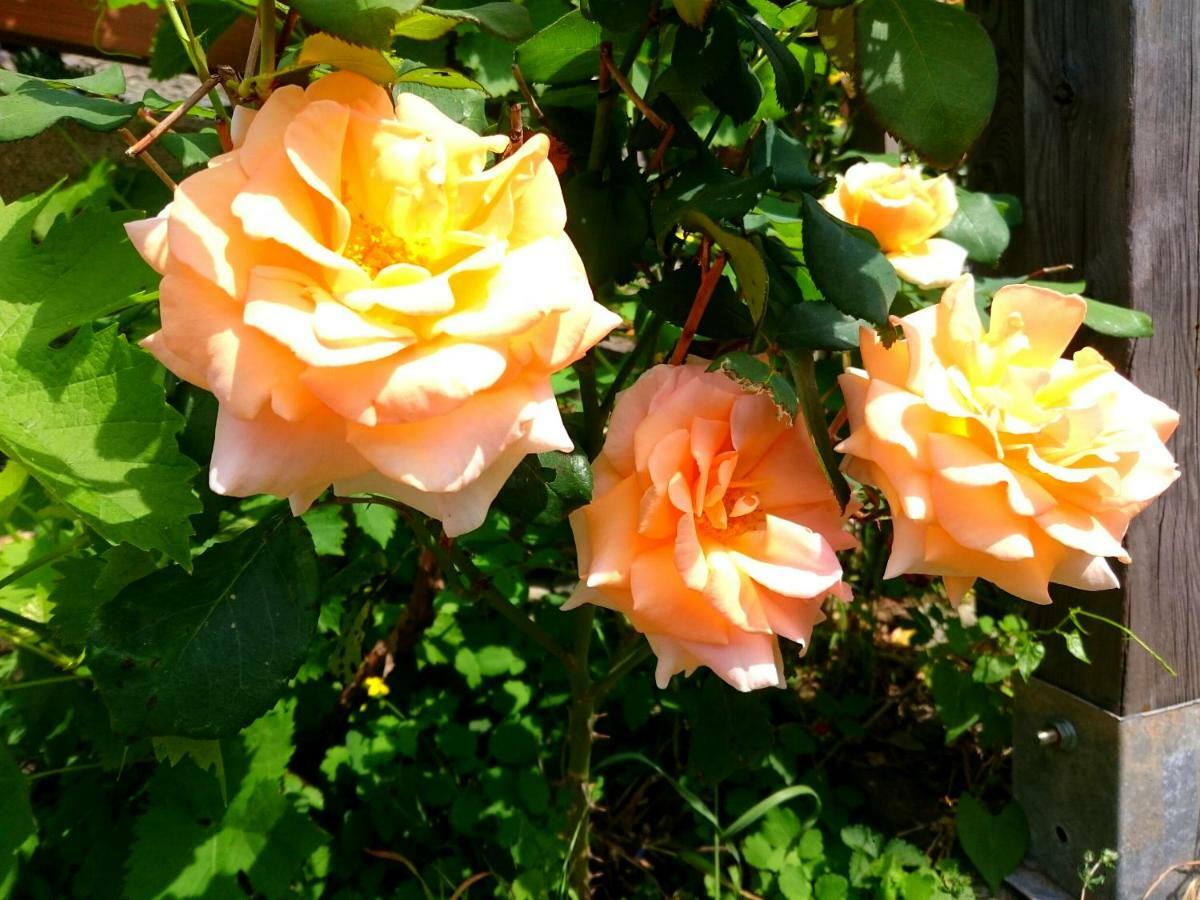 Vila Casa Delle Rose Teglio Exteriér fotografie